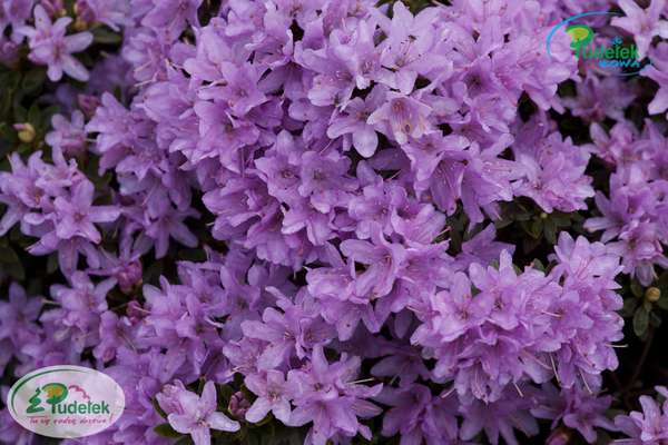 Rhododendron Buchlovice